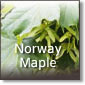 Norway Maple