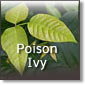 Poison Ivy