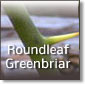 Roundleaf Greenbriar