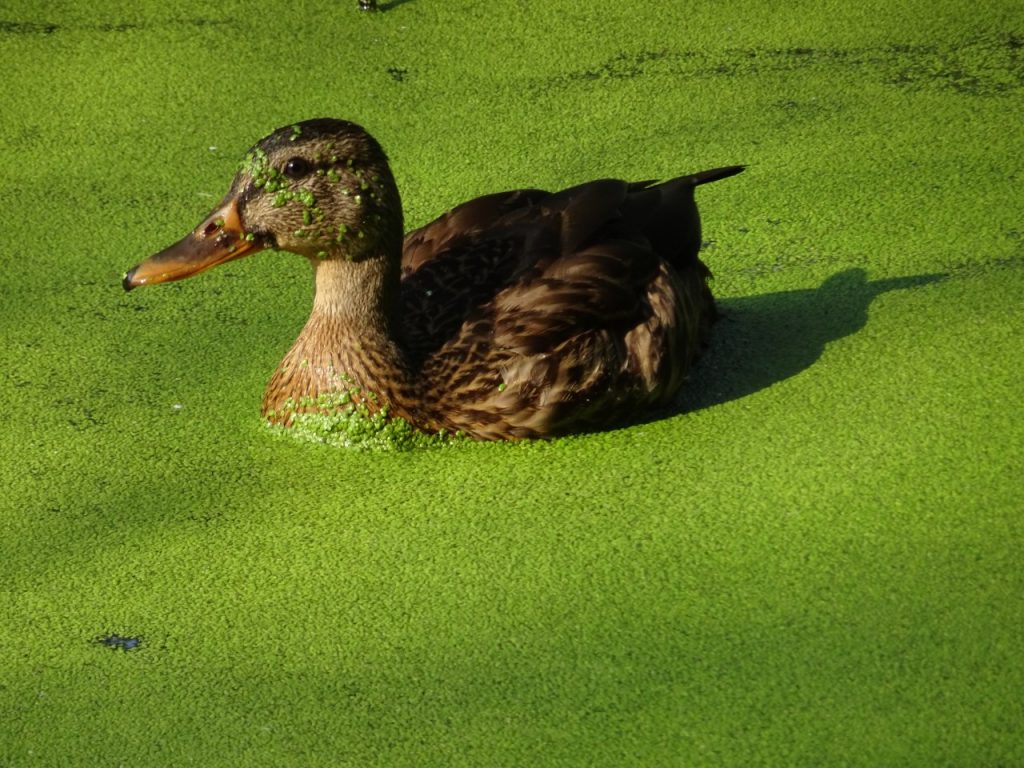 Plant Watch Duckweed Marblehead Conservancy Inc.